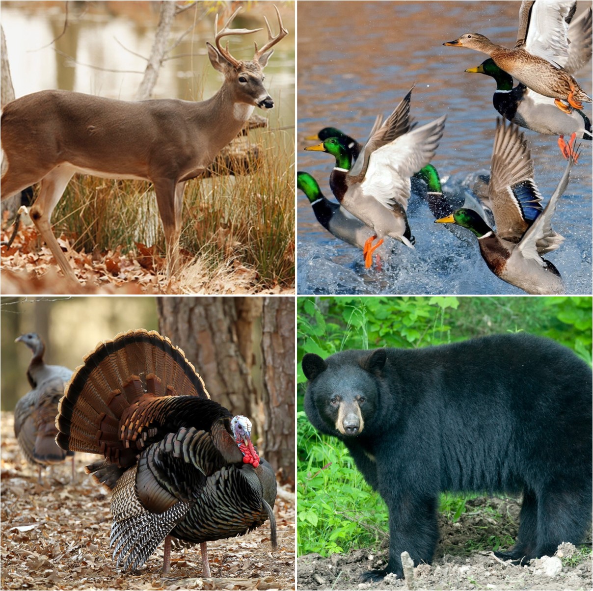 wildlife